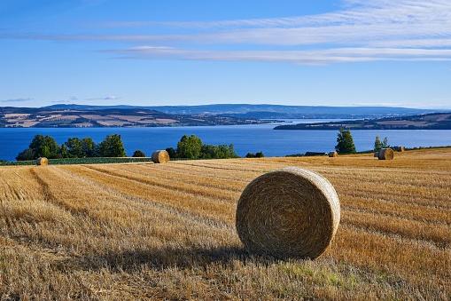 The golden field with round bales in late summer and early autumn. Ostre Toten, Norway.