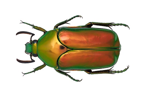 Amazing beetles over white background. Amazing metallic colors and beautiful shapes.