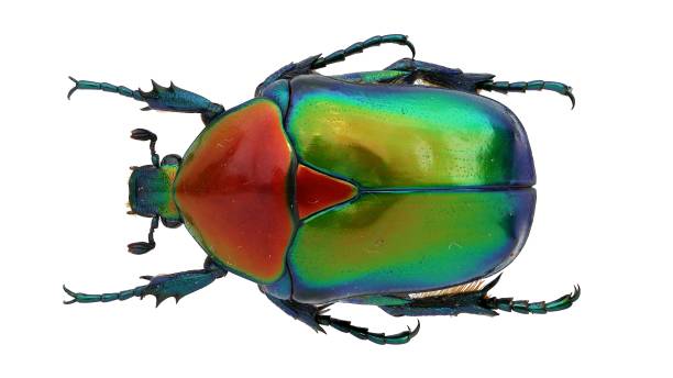 istock Cetonischema speciosa (Adams, 1817) 1453353677
