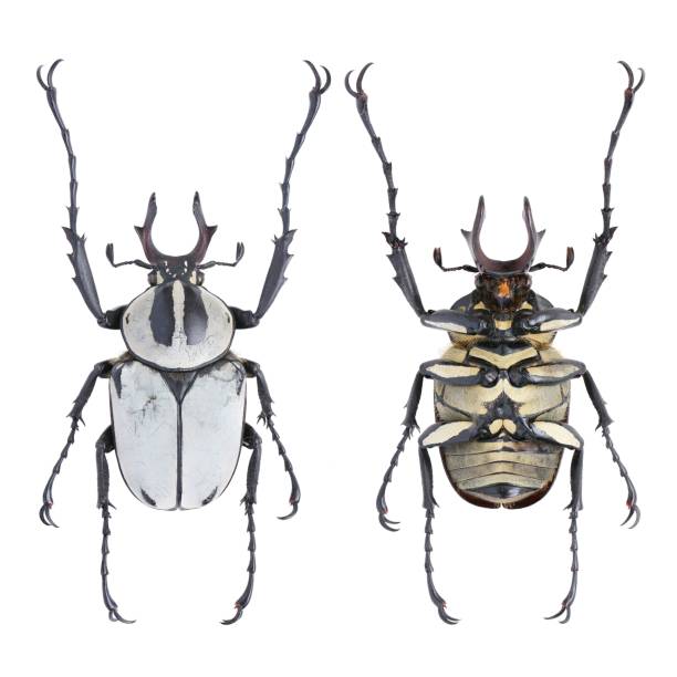 istock Dicronocephalus adamsi Pascoe, 1863 1453354294