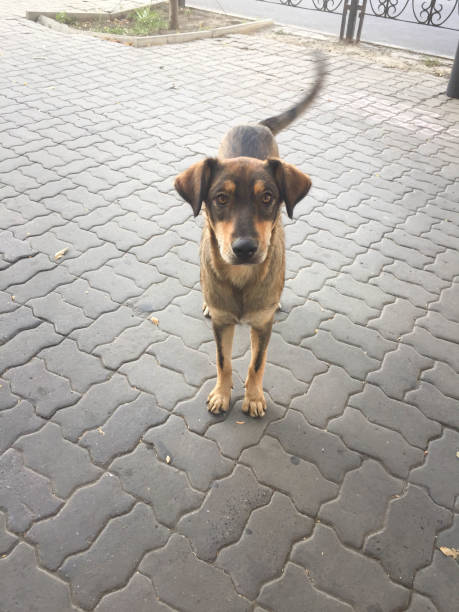 istock Street dog with cute eyes 1453355213
