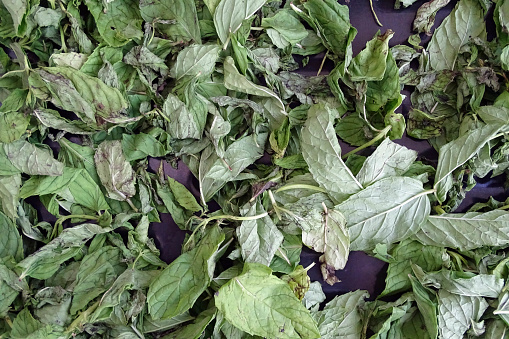 drying mint, drying mint in the sun, dried mints, drying healthy mint, drying mint at home,