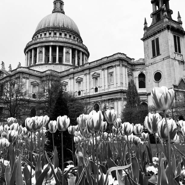 istock St Paul's Cathedral with Tulips, Black and White 1453358202