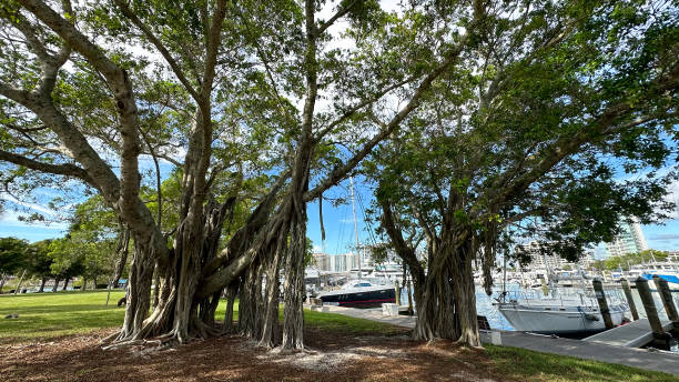 gran árbol tropical en parque público - root tree sarasota tropical climate fotografías e imágenes de stock