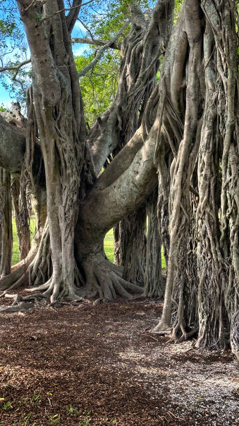 großer tropischer baumstamm im öffentlichen park - root tree sarasota tropical climate stock-fotos und bilder