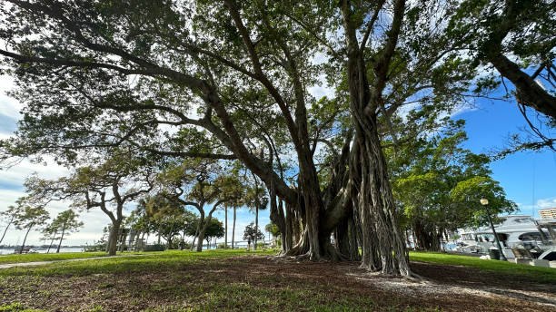 gran árbol tropical en parque público - root tree sarasota tropical climate fotografías e imágenes de stock