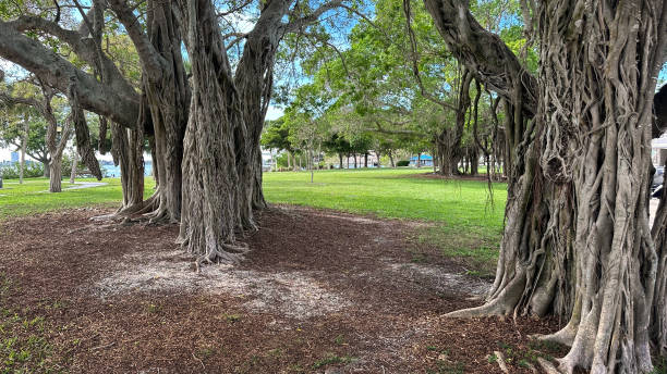 grandes árboles tropicales en parque público - root tree sarasota tropical climate fotografías e imágenes de stock