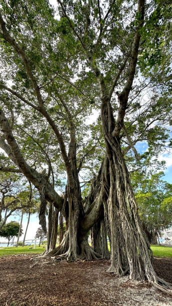 großer tropischer baum im öffentlichen park - root tree sarasota tropical climate stock-fotos und bilder