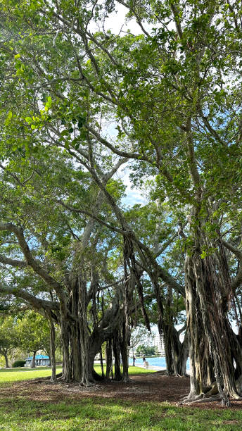 große tropische bäume im öffentlichen park - root tree sarasota tropical climate stock-fotos und bilder