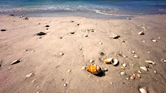 Sandy beach and seashells of Lido Beach in Sarasota, Florida   Keys