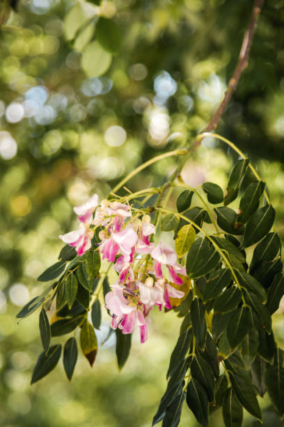 White acacia branch flowers. Edible locust tree flowers. Close up. Side  view. Space for text.
