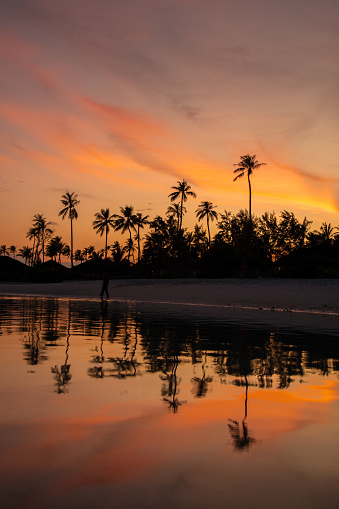 Colorful sunset at the beach with water reflection on tropical Maldives island with palm trees