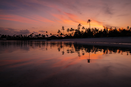A serene sunrise peeks through lush greenery of the Bali rice paddies, capturing Ubud's natural beauty in Indonesia.
