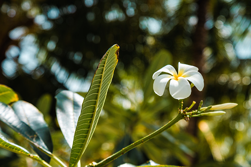 Tropical Frangipani plumeria flower blossom tree on Maldives exotic island