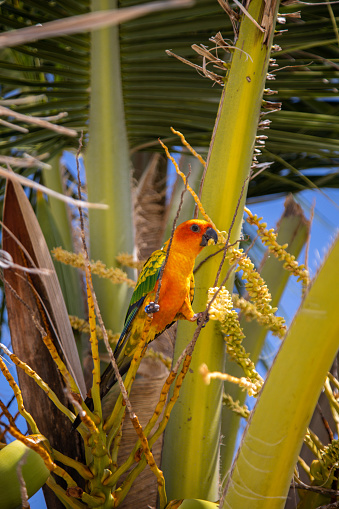 Tropical lovebird parrot eating coconut blossoms in palm tree