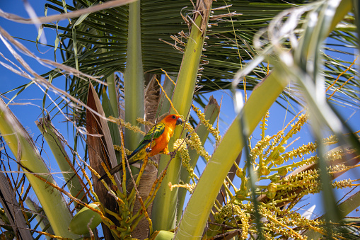 Tropical lovebird parrot eating coconut blossoms in palm tree