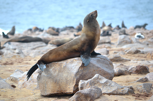 Stellar Sea Lions  