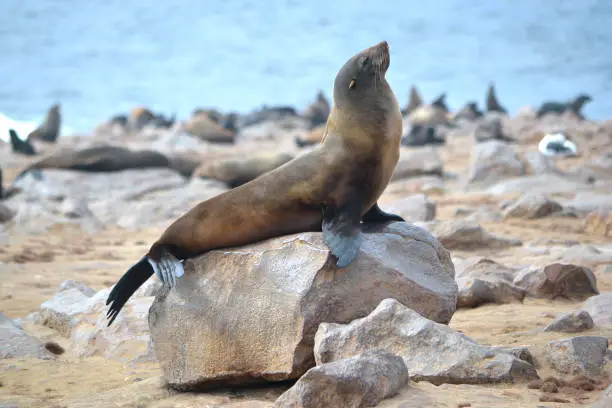 Photo of A large colony of sea lions at Cape Cross in Namibia, Africa
