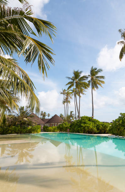 piscina delle maldive presso l'island resort hotel tropicale spiaggia con le palme - luxury hotel palm tree lush foliage asia foto e immagini stock
