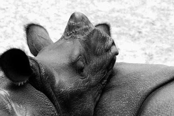 istock Rhinos sharing a quiet moment 1453361529