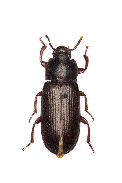 Yellow mealworm beetle, Tenebrio molitor, a species of darkling beetle. stock photo
