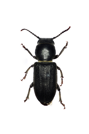 Spondylis buprestoides is bark and wood-boring beetle, prevalent in coniferous woodlands, hedgerows and sites with man-made unpeeled coniferous wood.
