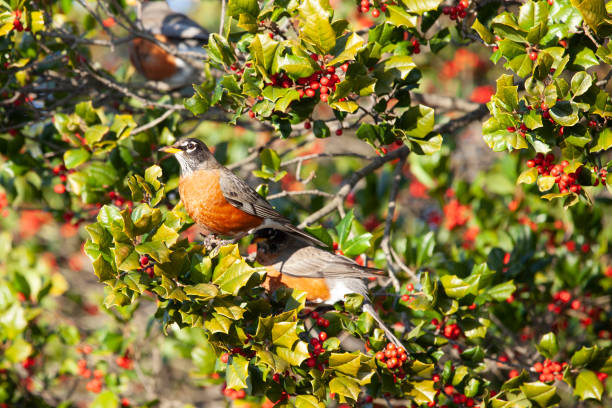 istock American robin bird in wilderness 1453362270