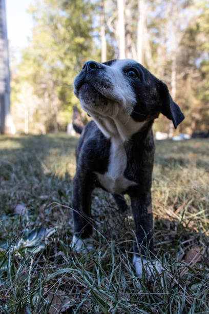 istock Male Pitbull puppy looking up to the left facing camera 1453363238