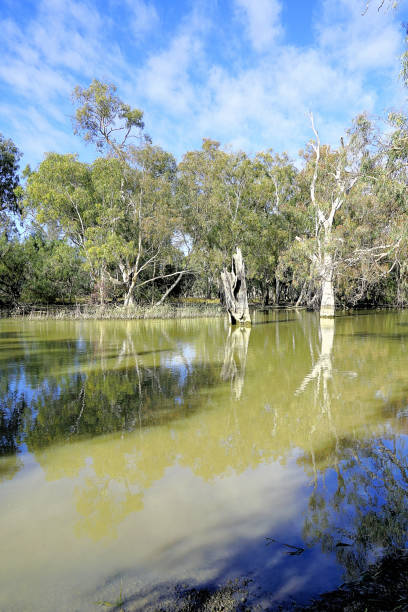 Deniliquin, New South Wales, Australia Billabong Creek in the Riverina Country murray darling basin stock pictures, royalty-free photos & images