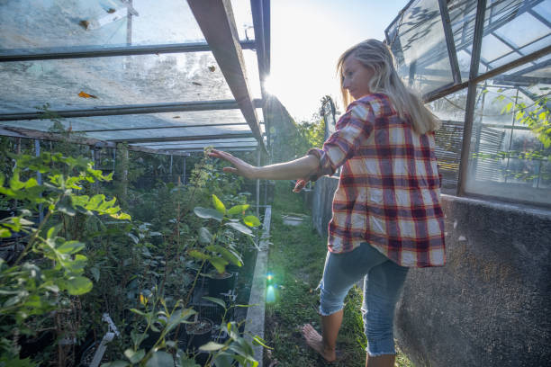 istock Farmer inspecting green house 1453366065
