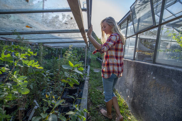 istock Farmer inspecting green house 1453366066