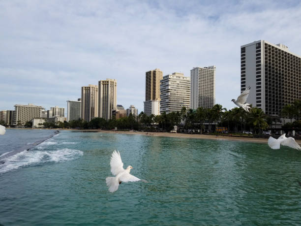 las palomas blancas vuelan por el agua protegida cerca de la playa - oahu water sand beach fotografías e imágenes de stock