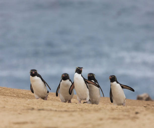 istock Five Southern Rockhopper Penguins, walking along a Falklands beach. 1453368561