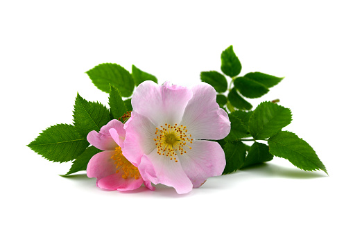 Bright pink Rugosa Rose surrounded by green leavesClick Banner below to view similar images: