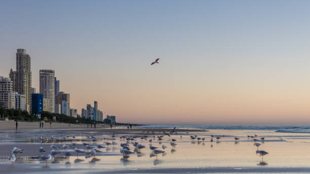 istock seagulls on beach with sly scrappers in background 1453370019