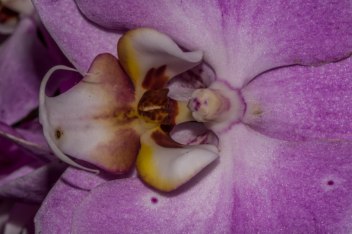 Pink flower close-up, violet, purple