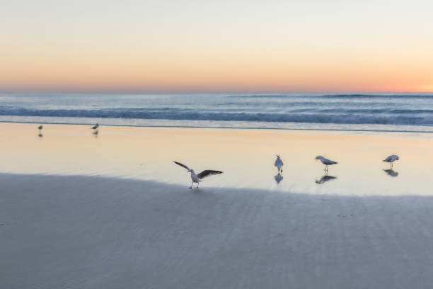istock seagull landing on water, majestic sunset 1453370209