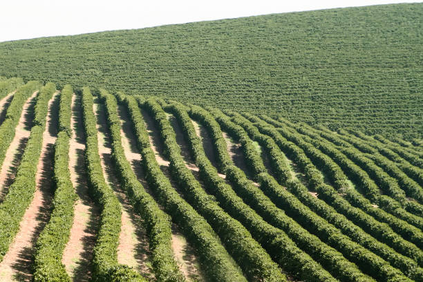 istock Farm coffee plantation in Brazil 1453371030