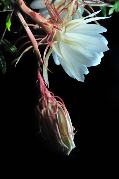istock romantic delicate garden flower, natural botany 1453372725
