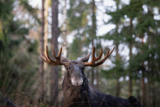 Moose bull with big antlers close up in forest. Moose bull with big antlers close up in forest with blurred background. Selective focus. alces alces gigas stock pictures, royalty-free photos & images