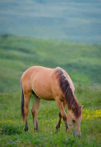 istock Horse and nature 1453374567