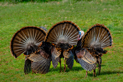 Wild turkeys, Northern California.