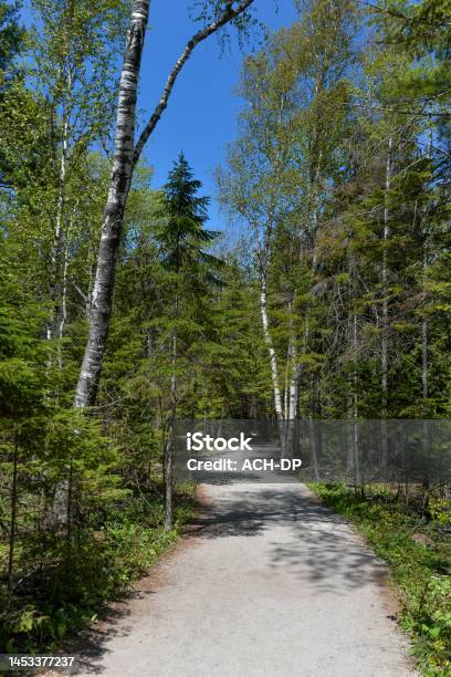 View At Forest Path Walk In Bruce Peninsula National Park Neat Tobermory Village In Ontario Province Canada Stock Photo - Download Image Now