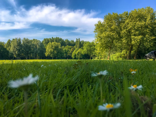 Border collie in a field of daisies in Delft