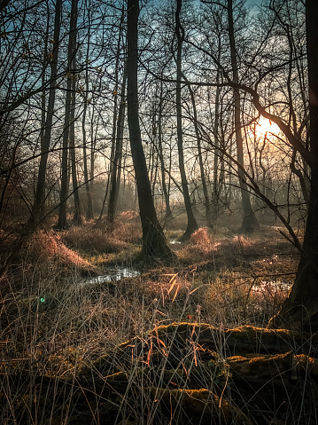 Forest in Heeze