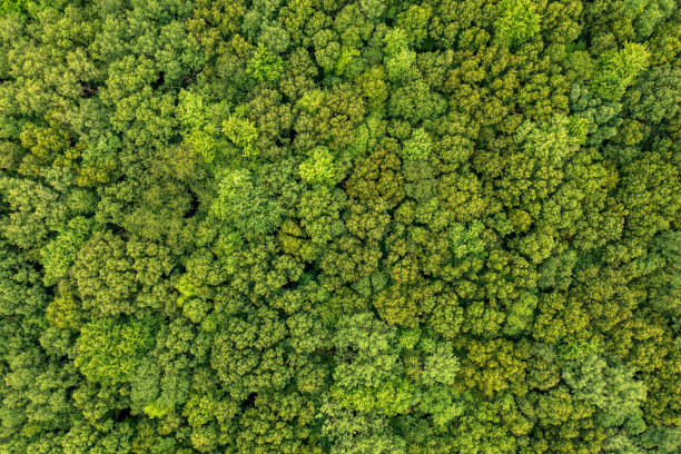 istock Aerial image taken above a green forest 1453380591