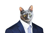 Cat in the suit