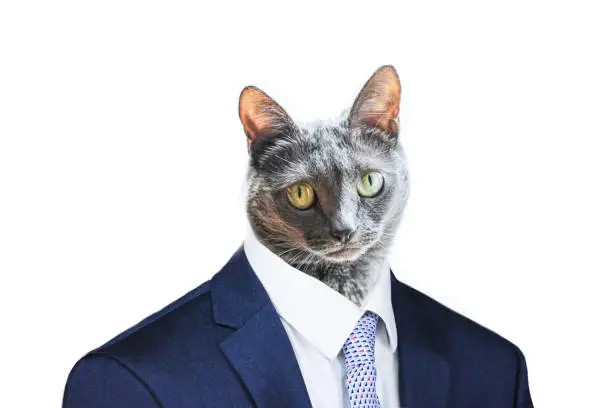 Gray cat in business suit with white background