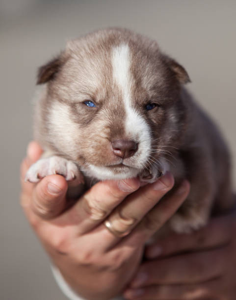 istock Newborn Siberian Husky puppies 1453381866