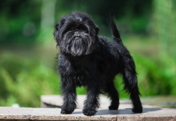 Little black affenpinscher puppy